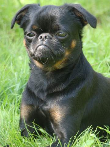 CH. Hero imgosbull (Sans Affixe)