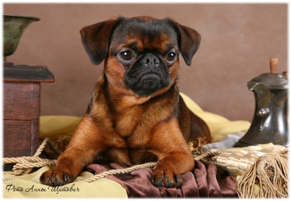 CH. imgosbull Super Trooper