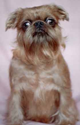 CH. Titre Initial IMGOSBULL ABRAKADABRA