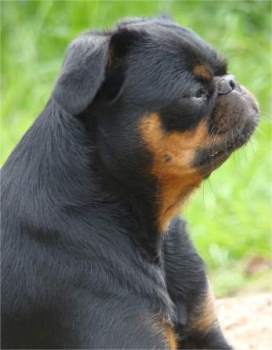 CH. Lefyudi bazilia imgosbull