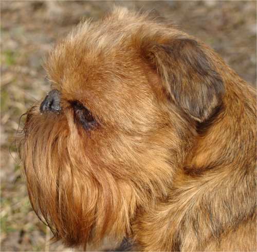 CH. imgosbull HELOISE