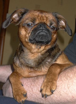 CH. Titre Initial IMGOSBULL TANTSUYUSCHAYA DENEZHKA