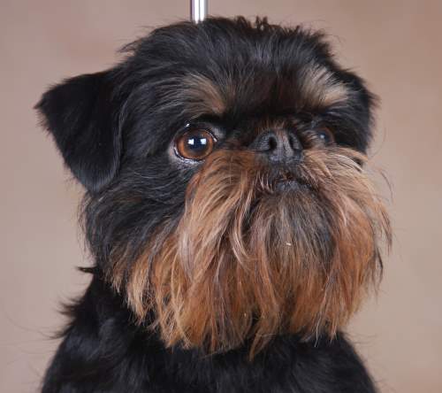 CH. imgosbull Moulin rouge