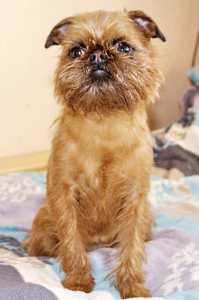 CH. imgosbull Red moscow