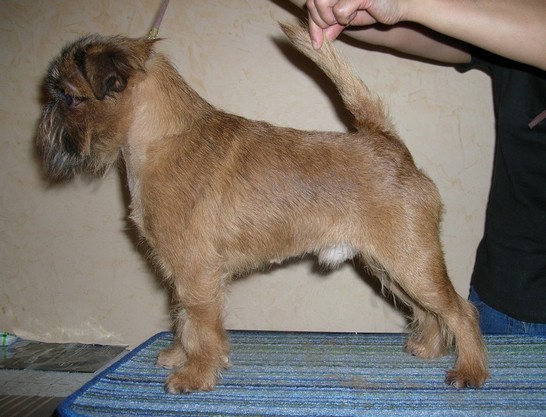 CH. Zerkalo dushi vincent the red imgosbull