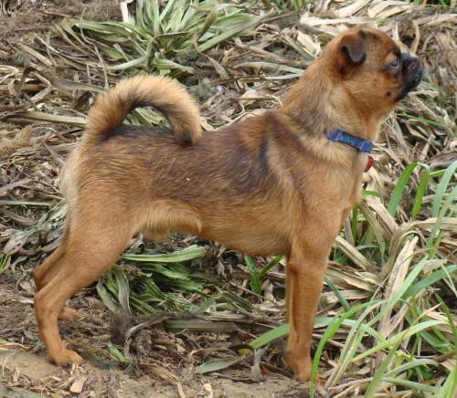 CH. imgosbull Heartfire