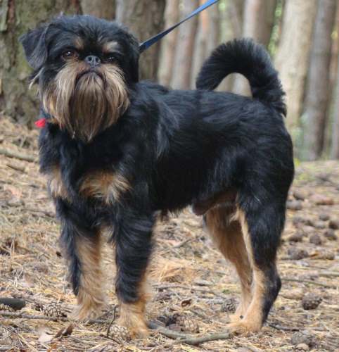 CH. Celebrity for imgosbull