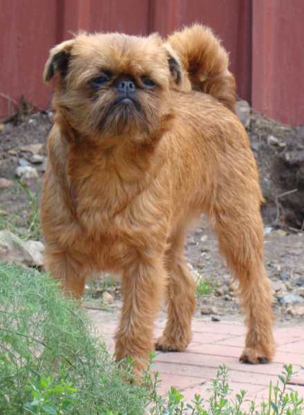 CH. imgosbull It's all about me