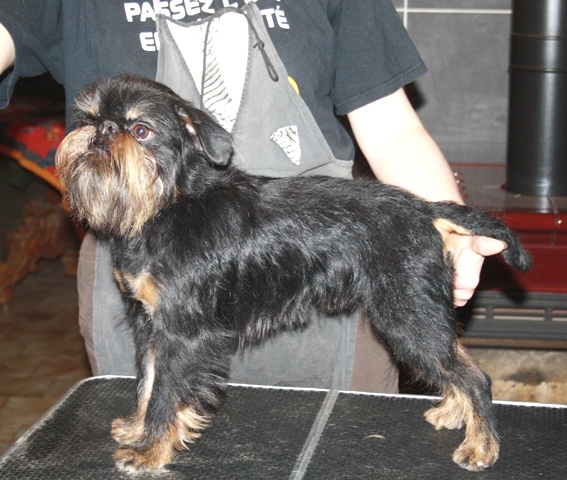 imgosbull Czar godzilla