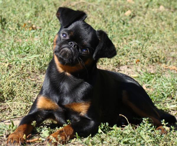 CH. roterr griff Sam for imgosbull