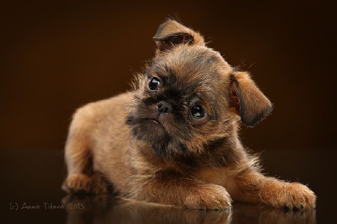 Chiots du Griffon Bruxellois.